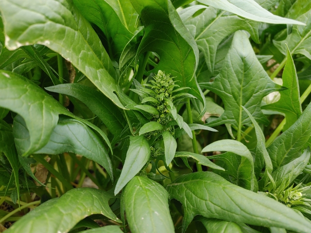 ほうれん草の花